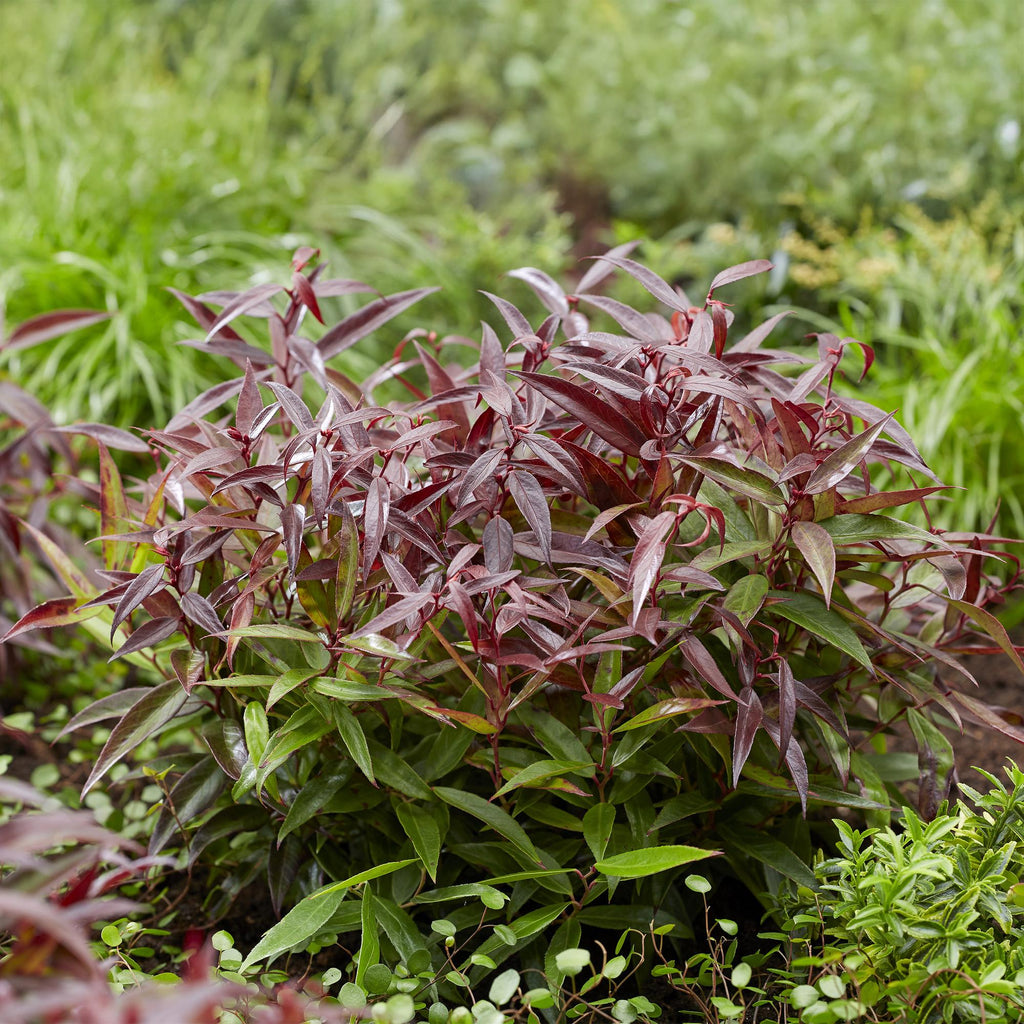 Green boutiQ - Plante de jardin - Leucothoe Burning Love - Rouge - 1 plante - Persistante - Peu d'entretien - Pot 17cm Hauteur 45cm
