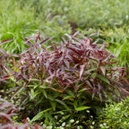 Green boutiQ - Plante de jardin - Leucothoe Burning Love - Rouge - 1 plante - Persistante - Peu d'entretien - Pot 17cm Hauteur 45cm