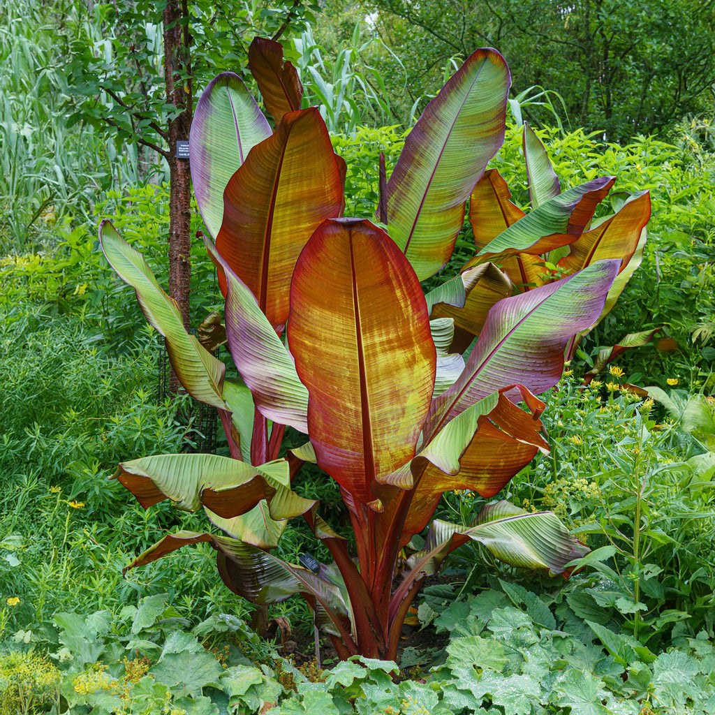 Green boutiQ - Plante fruitière - Musa ensete Maurelli - Bananier - Rustique - Rouge-Vert - 2 Plantes - Pot 15cm - Hauteur 50cm