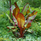 Green boutiQ - Plante fruitière - Musa ensete Maurelli - Bananier - Rustique - Rouge-Vert - 2 Plantes - Pot 15cm - Hauteur 50cm