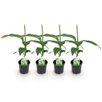Green boutiQ - Plant fruitier - Bananier - Musa Basjoo - Rustique - 4 plantes - Pot 12cm Hauteur 30cm