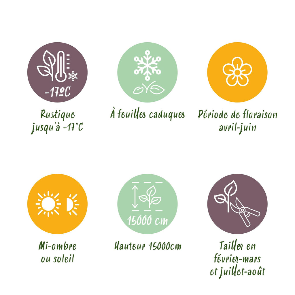 Green boutiQ - Glycine - Wisteria floribunda Tricolour - Fleurs bleu rose blanc - 3 plantes - Pot 11cm Hauteur 40cm