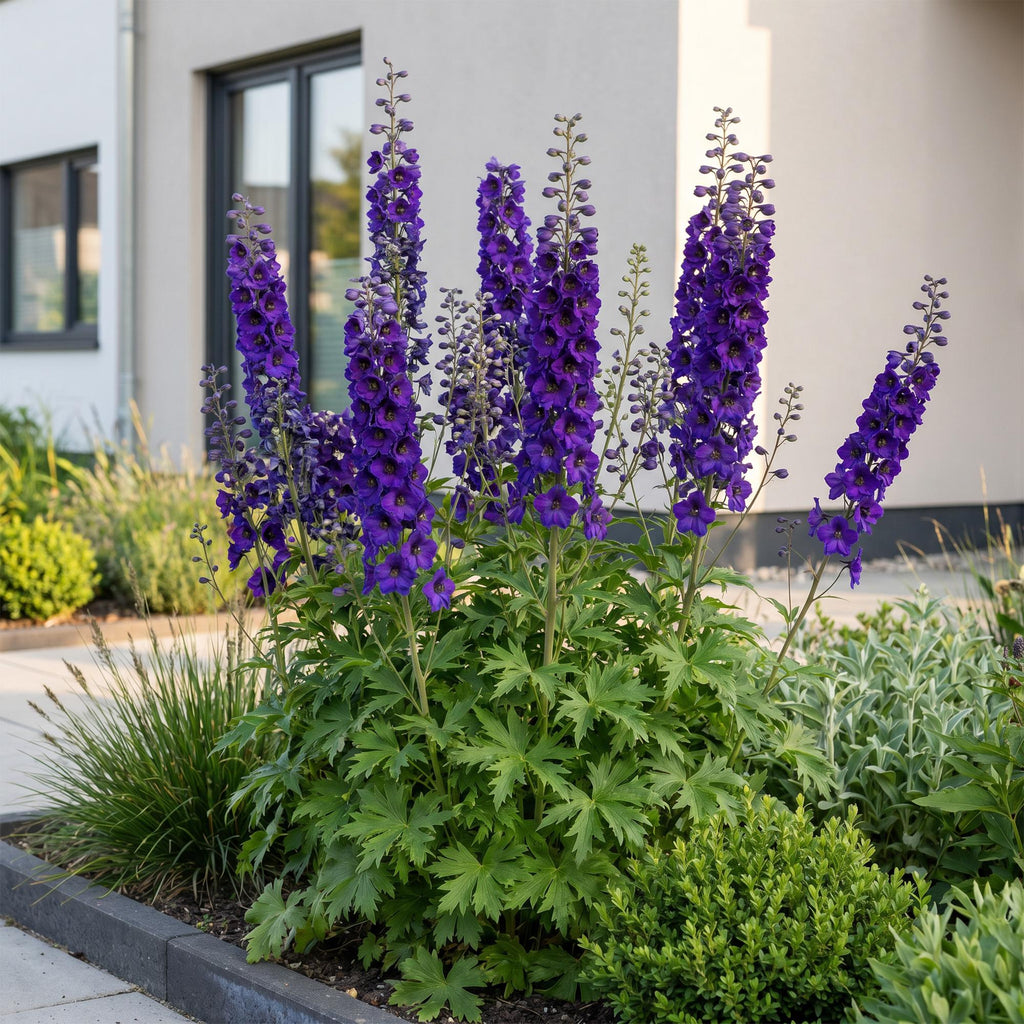 Green boutiQ - Stauden - Delphinium (P) Black Knight - Rittersporn - Bienen- und Schmetterlingsmagnet - Lila - 6 Pflanzen - Topf 11cm - Höhe 15-25cm