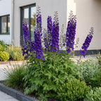 Green boutiQ - Stauden - Delphinium (P) Black Knight - Rittersporn - Bienen- und Schmetterlingsmagnet - Lila - 6 Pflanzen - Topf 11cm - Höhe 15-25cm