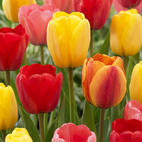 60x Tulipa Darwin Hybride mix - Darwin-tulp mix - Diversen - Voorjaarsbloeier - Bolmaat 11/12