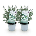 Green boutiQ - Plante de terrasse - Eucalyptus - Eucalyptus gunni - Gris - 2 plantes - Rustique - Pot 14 cm Hauteur 30 cm
