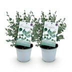Green boutiQ - Plante de terrasse - Eucalyptus - Eucalyptus gunni - Gris - 2 plantes - Rustique - Pot 14 cm Hauteur 30 cm