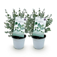 Green boutiQ - Terrasplant - Eucalyptus boom - Eucalyptus gunni  - Grijs - 2 Planten - Winterhard - Pot 14cm Hoogte 30cm