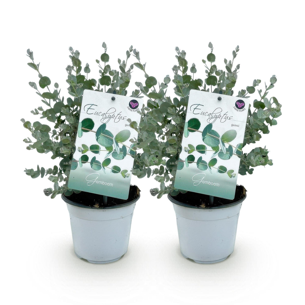 Green boutiQ - Plante de terrasse - Eucalyptus - Eucalyptus gunni - Gris - 2 plantes - Rustique - Pot 14 cm Hauteur 30 cm