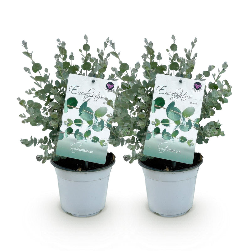 Green boutiQ - Terrasplant - Eucalyptus boom - Eucalyptus gunni  - Grijs - 2 Planten - Winterhard - Pot 14cm Hoogte 30cm