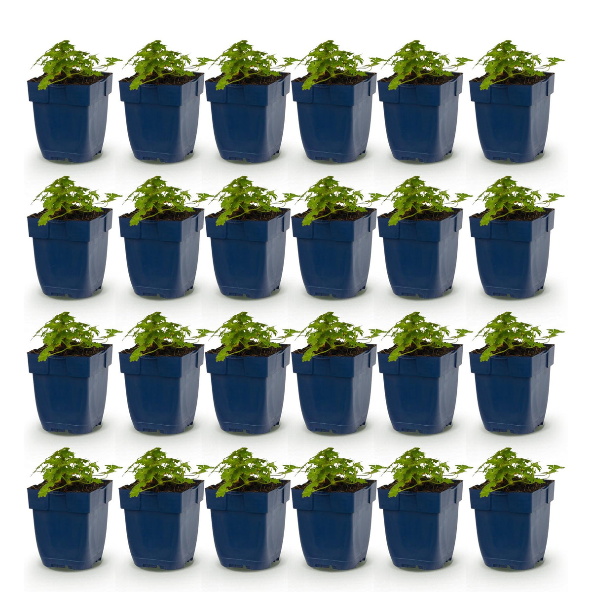 Green boutiQ - Vasteplant - Geranium macr. Spessart - Ooievaarsbek - Bodembedekkend - Wit-Roze - 24 Planten - Pot 11cm - Hoogte 15-25cm