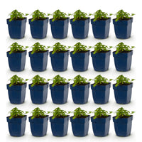 Green boutiQ - Vasteplant - Geranium macr. Spessart - Ooievaarsbek - Bodembedekkend - Wit-Roze - 24 Planten - Pot 11cm - Hoogte 15-25cm