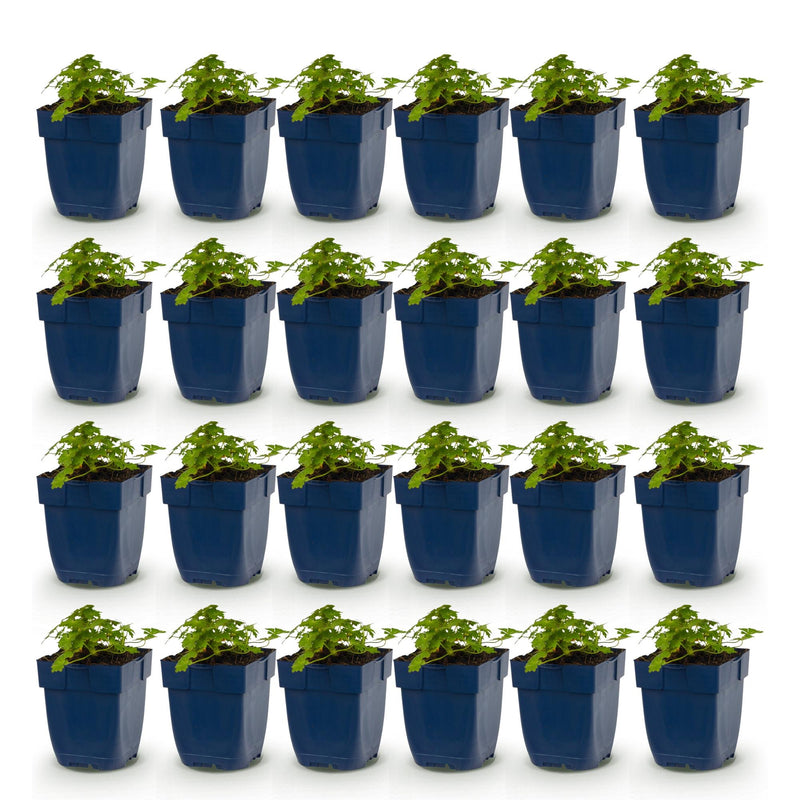 Green boutiQ - Vasteplant - Geranium macr. Spessart - Ooievaarsbek - Bodembedekkend - Wit-Roze - 24 Planten - Pot 11cm - Hoogte 15-25cm