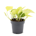 Epipremnum Champs Élysées - Champs Élysées Pothos - Yellow - Tropical - Ø12cm - ↕25cm