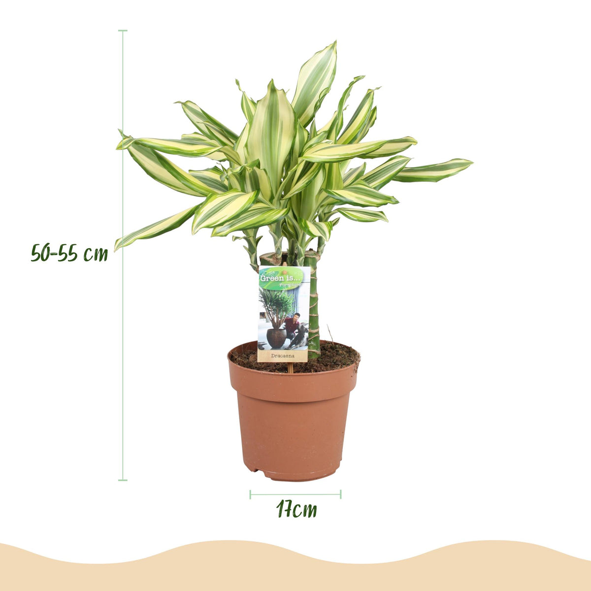 Green BoutiQ - Green is... Plantes d'intérieur - Dracaena fragrans Diamond Dream - Dragonnier - Entretien facile - Vert - 1 plante - Pot 17cm - Hauteur 50-55cm