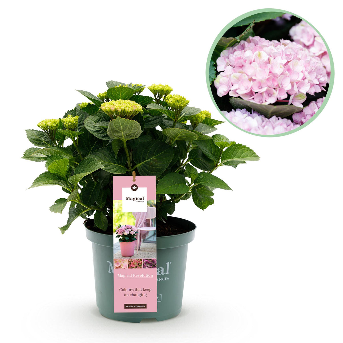 Green boutiQ - Plante de terrasse - Hortensia - Hydrangea Magical Revolution Pink - Rose - 6-10 fleurs - Pot 23 cm Hauteur 55 cm