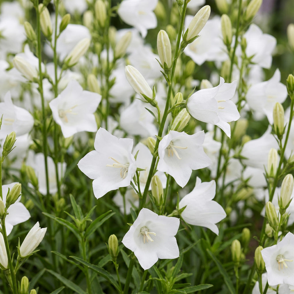 Green boutiQ - Plante vivace - Campanula pers. Alba - Campanule à feuilles de pêcher - Attire les abeilles et les papillons - Blanc - 24 plantes - Pot 11cm - Hauteur 15-25cm