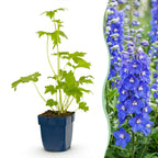 Green boutiQ - Stauden - Delphinium (P) Blue Bird - Rittersporn - Bienen- und Schmetterlingsmagnet - Blau - 12 Pflanzen - Topf 11cm - Höhe 15-25cm
