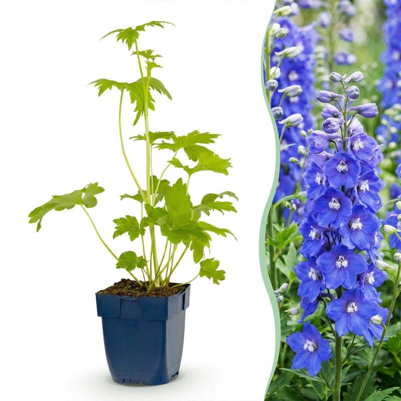 Green boutiQ - Vasteplant - Delphinium (P) Blue Bird - Ridderspoor - Bijen en Vlinderlokkers - Blauw - 12 Planten - Pot 11cm - Hoogte 15-25cm