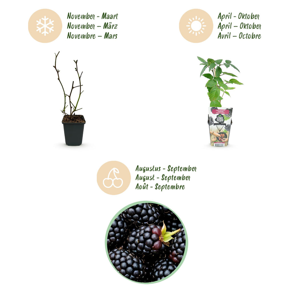 Green boutiQ - Plants fruitiers - Mûrier sans épines - Rubus Thornfree - Rustique - 3 plantes - Pot 9 cm - Mûre noire