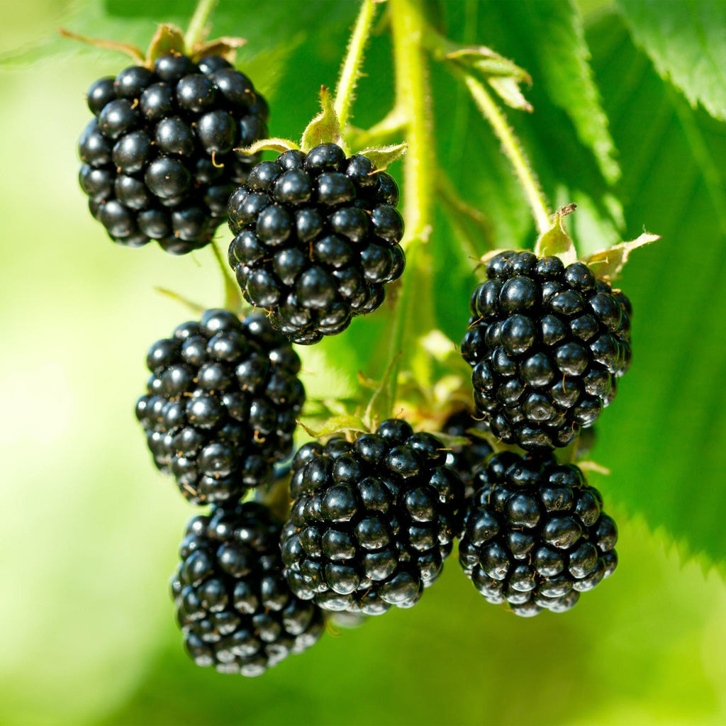 Green boutiQ - Plant fruitier - Rubus occ. Black Jewel - Framboisier noir - Rustique - Mûre noire - 2 plantes - Pot 15cm - Hauteur 50cm