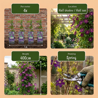 4x Clematis Viticella Polish Spirit - Bosrank - Paars - Klimplant - Ø9cm - ↕35cm