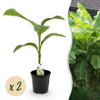 Green boutiQ - Plant fruitier - Bananier - Musa Basjoo - Rustique - 2 plantes - Pot 17cm Hauteur 40cm
