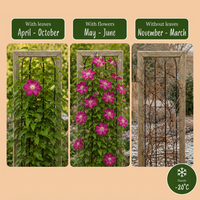 2x Clematis Ville de Lyon - Bosrank - Rood - Klimplant - Ø9cm - ↕35cm