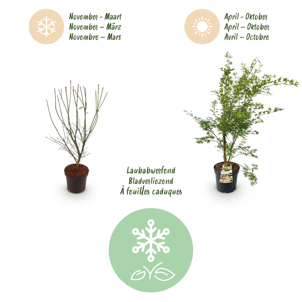 Green boutiQ - Plante de jardin - Acer palmatum Methamorphosa - Érable du Japon - Caduc - Vert - Orange - 1 - Pot 26cm - Hauteur 90cm