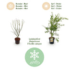Green boutiQ - Plante de jardin - Acer palmatum Methamorphosa - Érable du Japon - Caduc - Vert - Orange - 1 - Pot 26cm - Hauteur 90cm