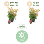 Green boutiQ - Plante de jardin - Nandina Gulfstream - Orange - 1 Plante - Persistante - Peu d'entretien - Pot 17cm Hauteur 45cm