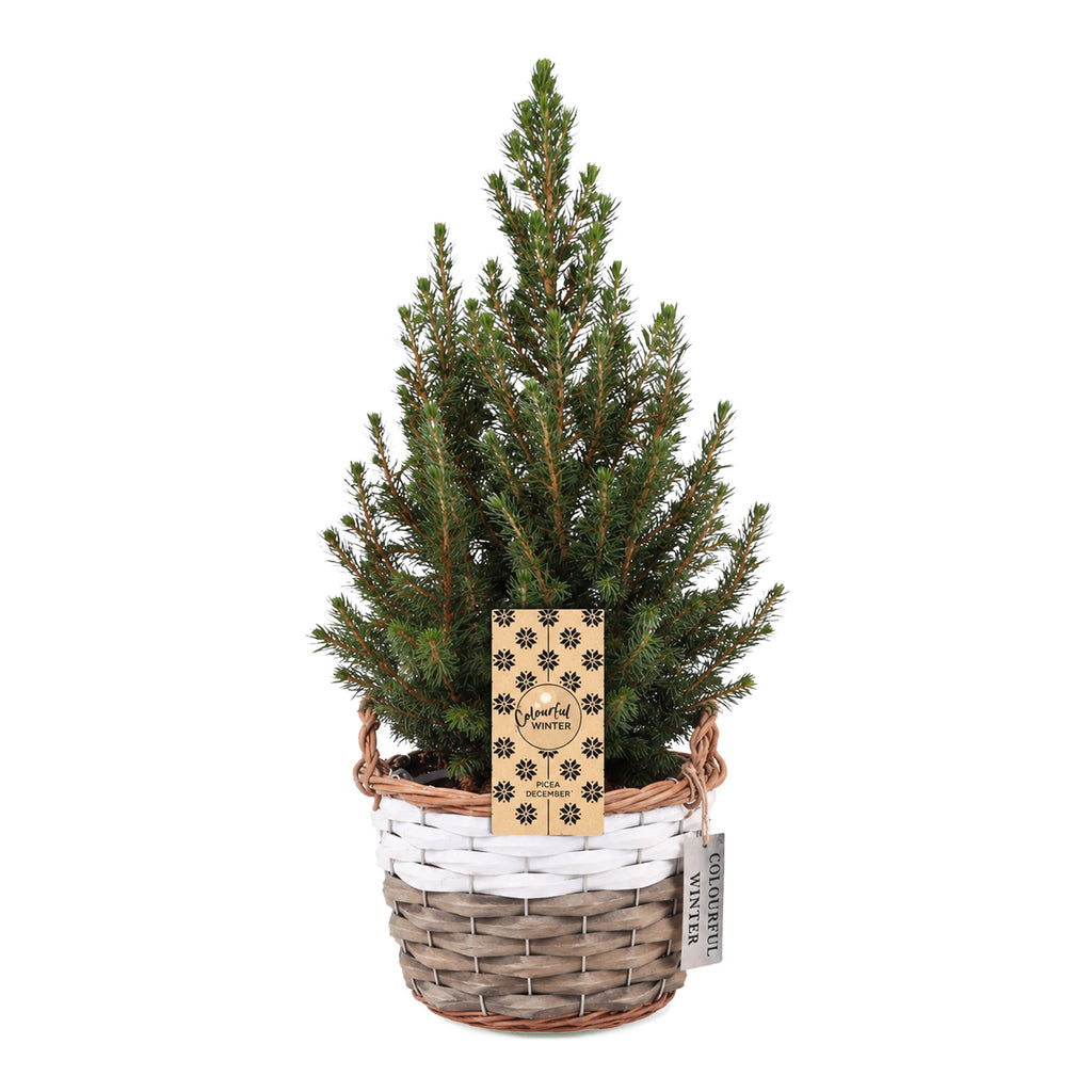 Picea glauca Conica - Dwarf Alberta Spruce - Green - Christmas tree - incl. basket - Ø17cm - ↕65cm