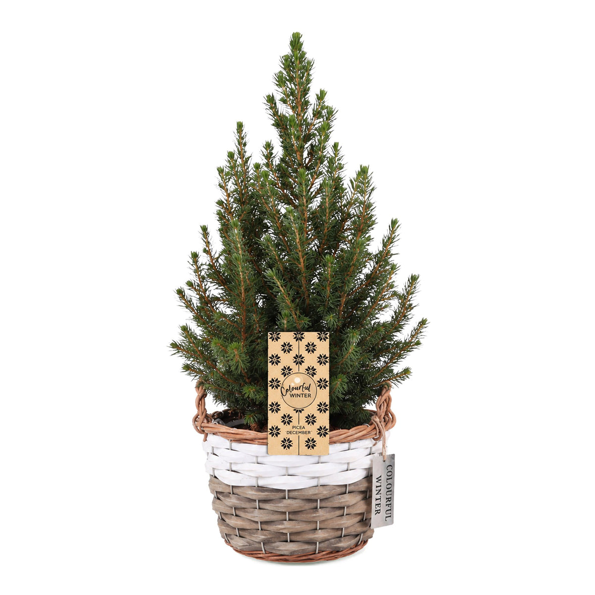 Picea glauca Conica - Dwarf Alberta Spruce - Green - Christmas tree - incl. basket - Ø17cm - ↕65cm