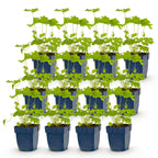 Green boutiQ - Stauden - Delphinium (P) Black Knight - Rittersporn - Bienen- und Schmetterlingsmagnet - Lila - 12 Pflanzen - Topf 11cm - Höhe 15-25cm