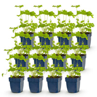 Green boutiQ - Vasteplant - Delphinium (P) Black Knight - Ridderspoor - Bijen en Vlinderlokkers - Paars - 12 Planten - Pot 11cm - Hoogte 15-25cm