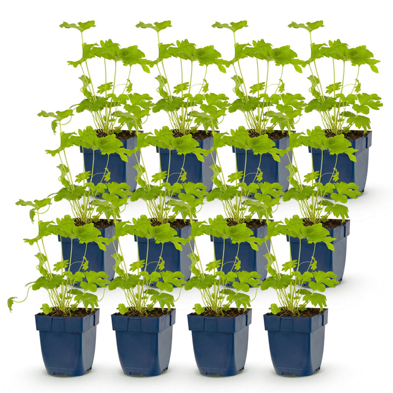 Green boutiQ - Vasteplant - Delphinium (P) Black Knight - Ridderspoor - Bijen en Vlinderlokkers - Paars - 12 Planten - Pot 11cm - Hoogte 15-25cm