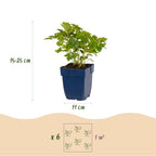 Green boutiQ - Stauden - Astilbe chin. Pumila - Prachtspiere - Schatten - Violett - 3 Pflanzen - Topf 11 cm - Höhe 15-25 cm
