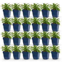 Green boutiQ - Vasteplant - Campanula persicaria Duo - Perzikbladklokje - Bijen- en vlinderlokkers - Blauw - Wit - 24 Planten - Pot 11cm - Hoogte 15-25cm