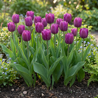 60x Tulipa Triumph Purple - Triomftulp - Paars - Voorjaarsbloeier - Bolmaat 11/12