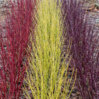 Green boutiQ - Hartriegel - Cornus alba Tricolour - Mix aus roten, grünen und violetten Zweigen - 3 Pflanzen - Laubabwerfend - Pflegeleicht - Topf 17 cm Höhe 45 cm