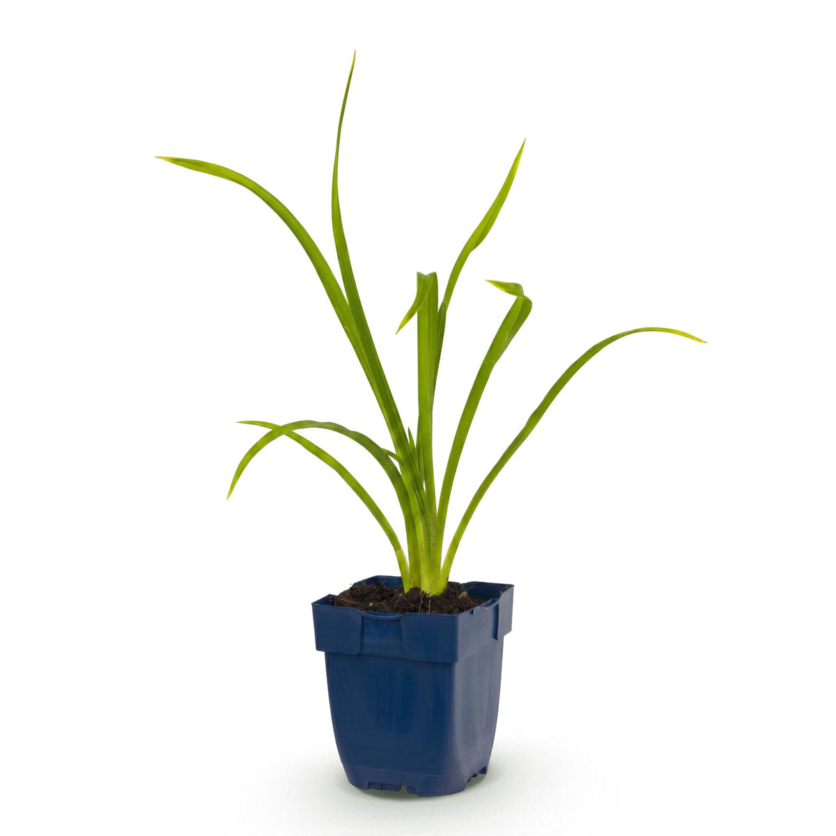 Green boutiQ - Plante vivace - Hemerocallis Summer Wine - Hémérocalle - Attire les abeilles et les papillons - Violet - 1 plante - Pot 11 cm - Hauteur 15-25 cm