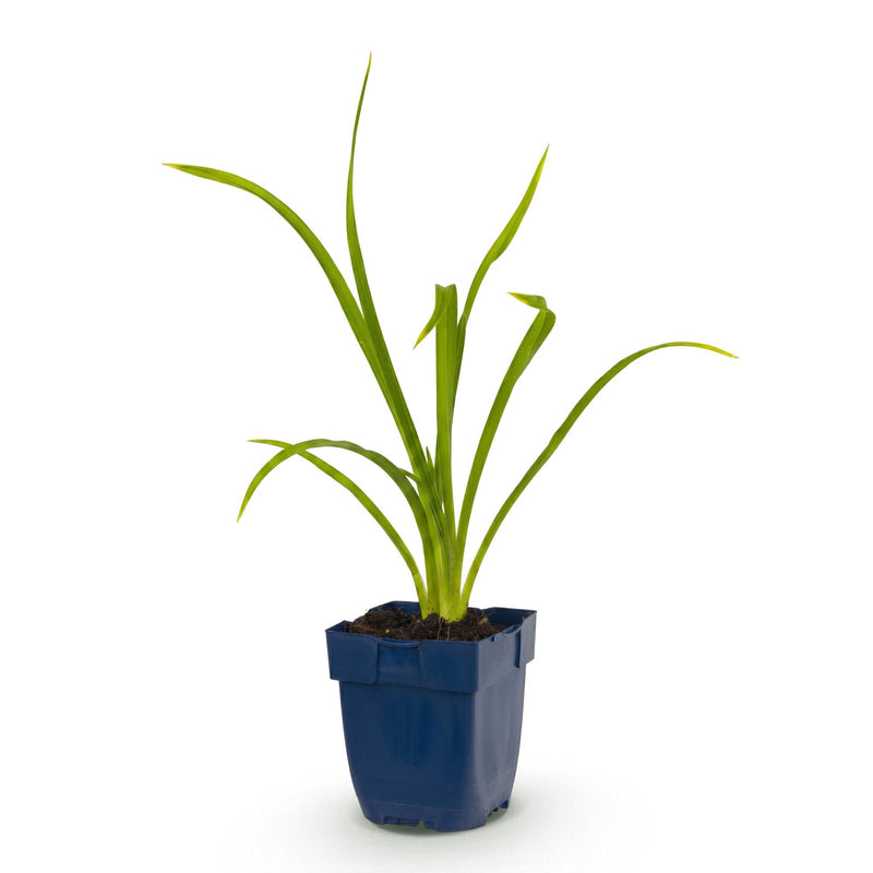 Green boutiQ - Vasteplant - Hemerocallis Summer Wine - Daglelie - Bijen en Vlinderlokkers - Paars - 1 Plant - Pot 11cm - Hoogte 15-25cm