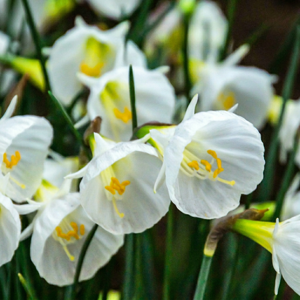 20x Narcissus White Petticoat - Witte petticoatnarcis - Wit - Voorjaarsbloeier - Bolmaat 6/8