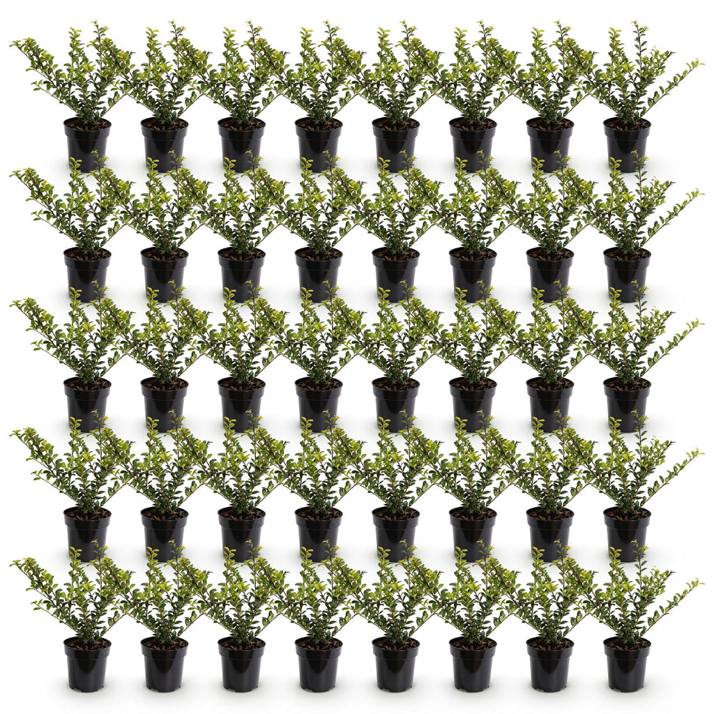 Green boutiQ - 40x Ilex crenata Golden Gem - Houx japonais - Plantes de haie - Persistant - Jaune - Pot 9cm - Hauteur 20-30cm