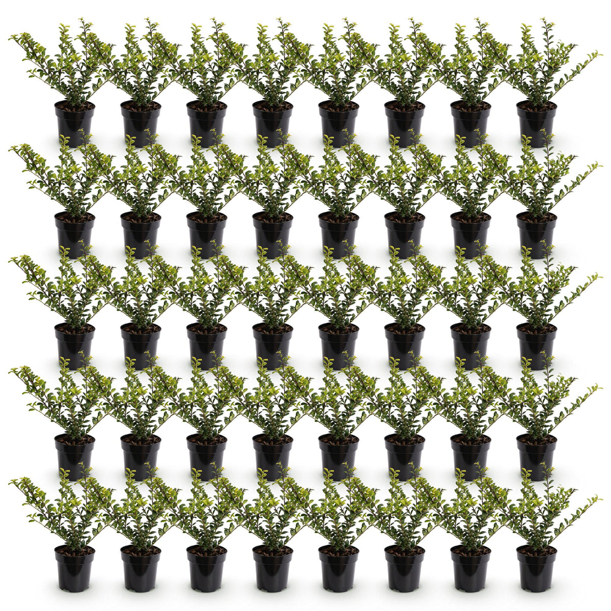Green boutiQ - 40x Ilex crenata Golden Gem - Japanse Hulst - Haagplanten - Groenblijvend - Geel - Pot 9cm - Hoogte 20-30cm
