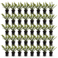 Green boutiQ - 40x Ilex crenata Golden Gem - Japanse Hulst - Haagplanten - Groenblijvend - Geel - Pot 9cm - Hoogte 20-30cm