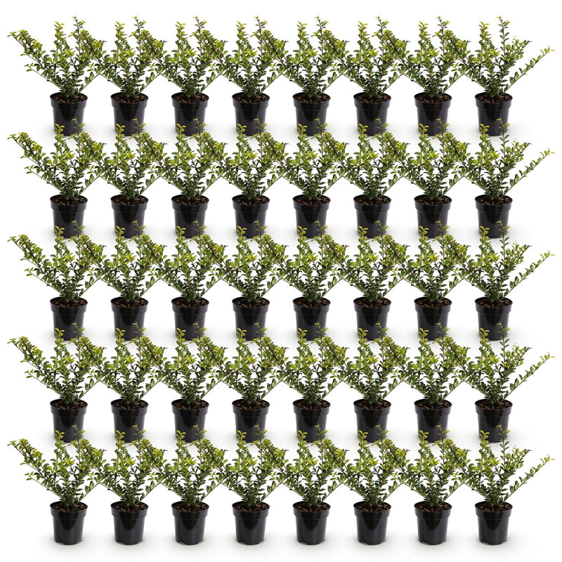 Green boutiQ - 40x Ilex crenata Golden Gem - Japanse Hulst - Haagplanten - Groenblijvend - Geel - Pot 9cm - Hoogte 20-30cm