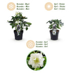 Green boutiQ - Plante de jardin - Rose de Carême - Helleborus orientalis Double Ellen White - Fleur Blanche - 1 Plante - Persistant - Pot 14cm Hauteur 35cm