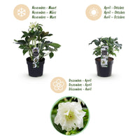 Green boutiQ - Tuinplant - Lenten Rose - Helleborus orientalis Double Ellen White - Witte Bloem -1 Plant - Groenblijvend - Pot 14cm Hoogte 35cm