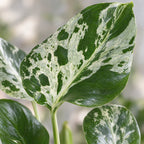 Monstera Deliciosa Bulbarsaur - Monstera Deliciosa Bulbarsaur - Green - Tropical - Ø6cm - ↕18cm